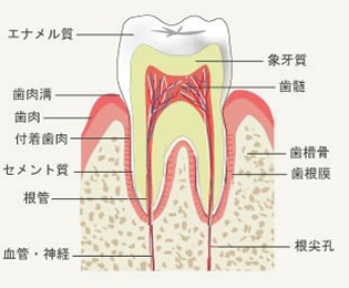 エナメル質　歯肉溝　歯肉　付着歯肉　セメント質　根管　血管･神経　象牙質　歯髄　歯槽骨　歯根膜　根尖孔